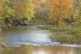 Stream bank in the fall at Shoal Creek.