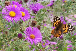 Photo of New England aster flowers with a painted lady butterfly