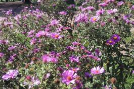 Photo of New England aster flowers in bloom.