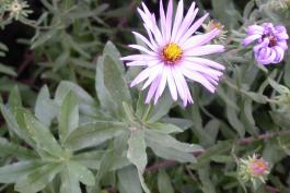 Aromatic aster flowerhead and foliage