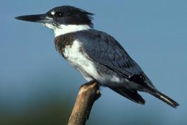 Photo of a belted kingfisher, perched on branch tip, side view.