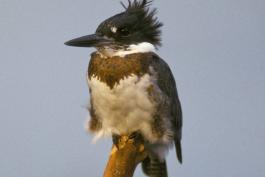 Photo of a belted kingfisher, perched on branch tip, front view.