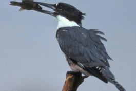 Photo of a belted kingfisher, perched on branch tip, eating a fish.