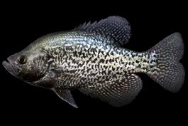 Black crappie, male in spawning colors, side view photo with black background