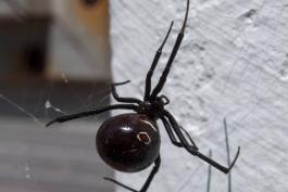 Photo of a black widow female hanging in web, showing her dorsal side