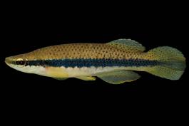 Blackstripe topminnow, male in spawning colors, side view photo with black background