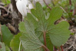 Photo of bloodroot flowers, leaves, and stems
