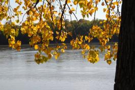 Branches of yellow cottonwood leaves hang down in front of a view of the Missouri River