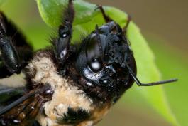 Female eastern carpenter bee closeup on face