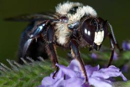 Eastern carpenter bee male visiting a flower