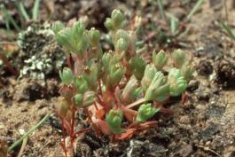 Photo of a geocarpon plant growing in sandy substrate