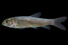 Grass carp juvenile, side view photo with black background