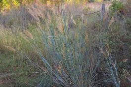Photo of a big clump of Indian grass