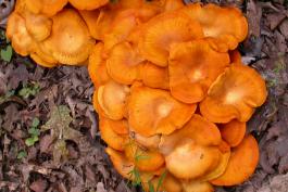 Photo of a cluster of Jack-o’-lantern mushrooms, seen from above