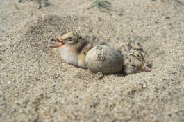 Least Tern chicks