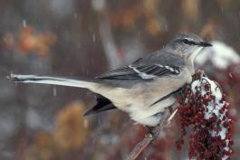 Photo of a northern mockingbird perched on sumac branch with snow falling.