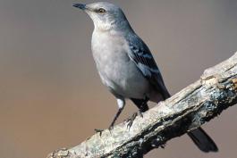 Photo of a northern mockingbird perched on a branch, bill lifted.