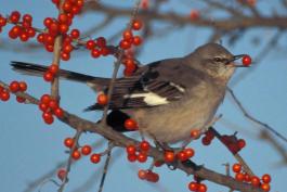 Photo of a northern mockingbird perched in a shrub, eating red berries.