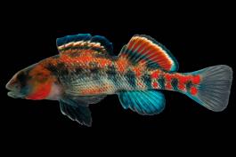 Orangethroat darter male in spawning colors, side view photo with black background