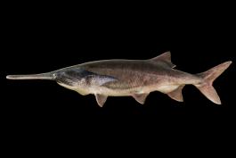 Paddlefish side view photo with black background