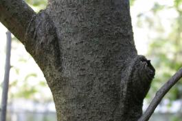 Photo of pawpaw tree bark showing warty blotches.