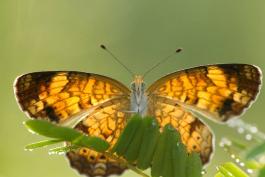 Pearl Crescent with wings spread, viewed from below