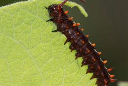 Mature pipevine swallowtail caterpillar chewing on the edge of a leaf