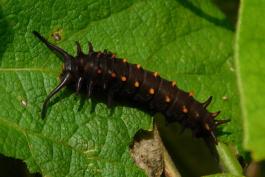 Photo of a pipevine swallowtail larva on a pipevine leaf