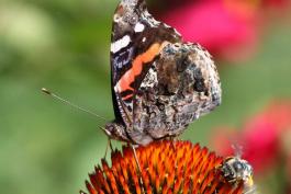 Red admiral adult butterfly taking nectar on coneflower