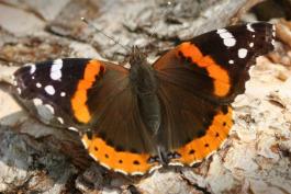 Red admiral perched with wings spread open