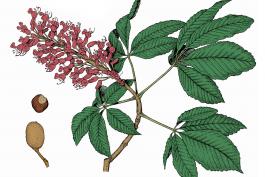 Illustration of red buckeye leaves, flowers, fruits.