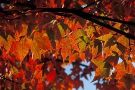 Red maple leaves backlit showing fall color