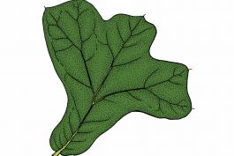 Illustration of blackjack oak leaf.