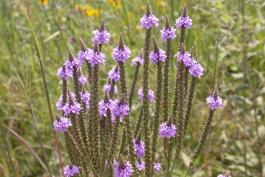 Photo of blue vervain flower clusters in a prairie
