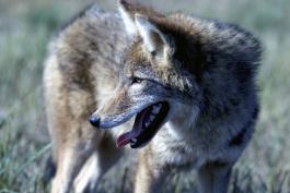 Photo of a coyote, closeup of head