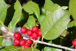 Bright red berries on a branch with holly leaves