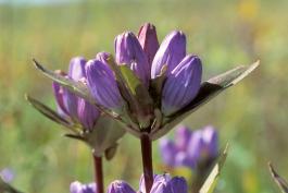 Photo of closed gentian flowers