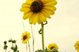 Photo of common sunflower