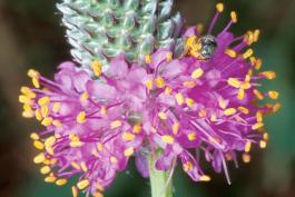 Photo of purple prairie clover, closeup of flowerhead