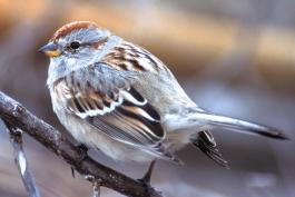 Image of an american tree sparrow