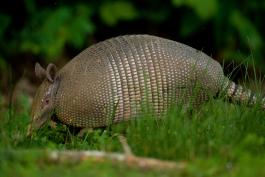 Image of an armadillo