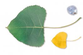 Image of cottonwood leaf