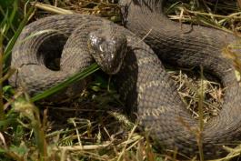 Photo of a northern watersnake rearing back in grass on land.