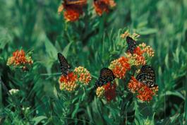 Several regal fritillaries feeding on butterfly weed