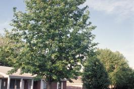 Photo of a sweet gum tree growing in a suburban yard