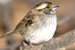 Image of a white-throated sparrow
