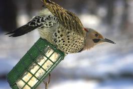 Photo of a male northern flicker on a suet feeder.