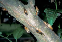 Adult Periodical Cicadas