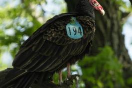 turkey vulture with research tag