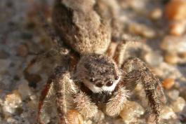 Photo of a tan jumping spider